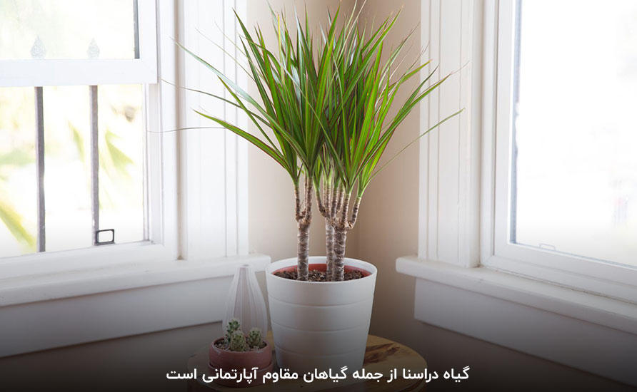 گیاه عنصر یا دراسنا (Dracaena)؛ از بهترین گیاهان آپارتمانی مقاوم