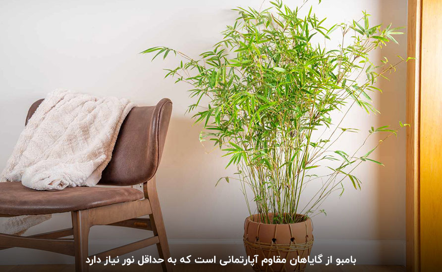 بامبو (Bamboo)؛ از گیاهان آپارتمانی مقاوم به گرما