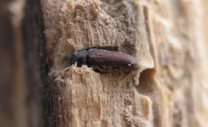 از بین بردن سوسک چوب خوار با 4 روش آسان و سریع